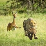 No More Lies از Thundercat