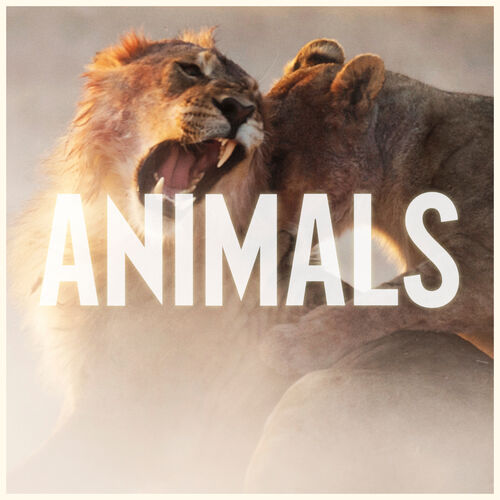 Animals از Maroon 5