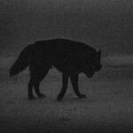 BEASTARS از Yumeoto