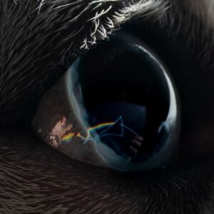 Time از Roger Waters