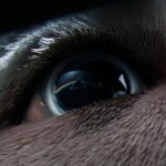 Speak To Me / Breathe از Roger Waters