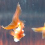 Who are you? از Saga Faye