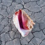 Wonderful Wonderful (Deluxe) از The Killers