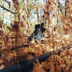 GOLLIWOG از Billy Woods