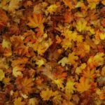 EP (2011 Re-Release) از Childish Gambino