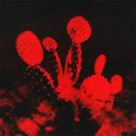 Melt'd (deluxe) از Beach Weather