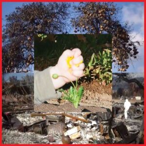 Return of Youth از DIIV