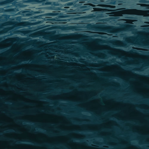 COSITA LINDA از ELENA ROSE