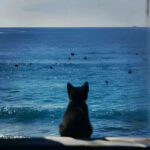 Fogged Window از THT