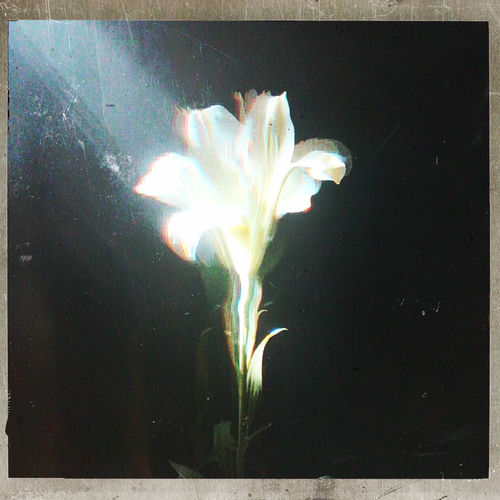 Light That Leads Me از Netsky