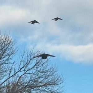 Mansion از Horse Jumper of Love