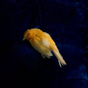 Divide از The Plot In You