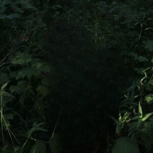 I Knew از Lydia Kenny