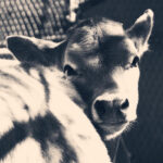 hypotheticals از Alex Kehm