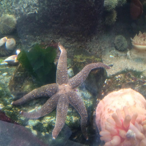 spearmint از girlsweetvoiced