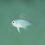 Fingerling از Oxis