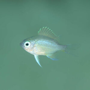 Fingerling از Oxis