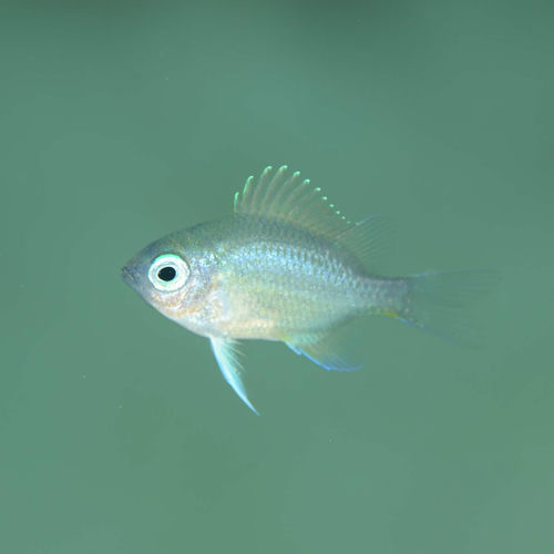 Fingerling از Oxis