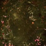 Out Loud از Peach PRC