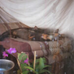 Love Song از Daniél